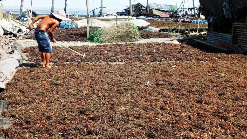 Rumput laut Kaltara
