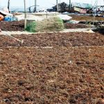 Rumput laut Kaltara